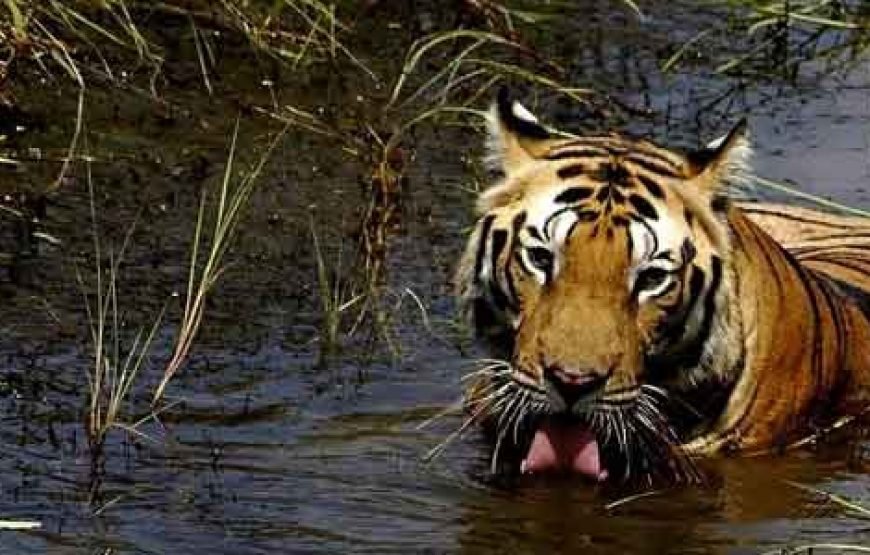 Golden Triangle with wildlife