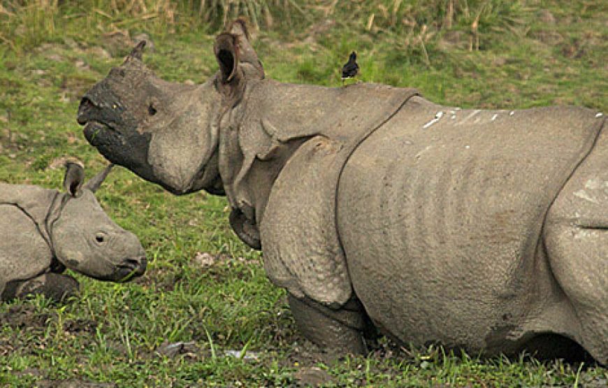 Rhino Land Safari(Assam Wildlife)