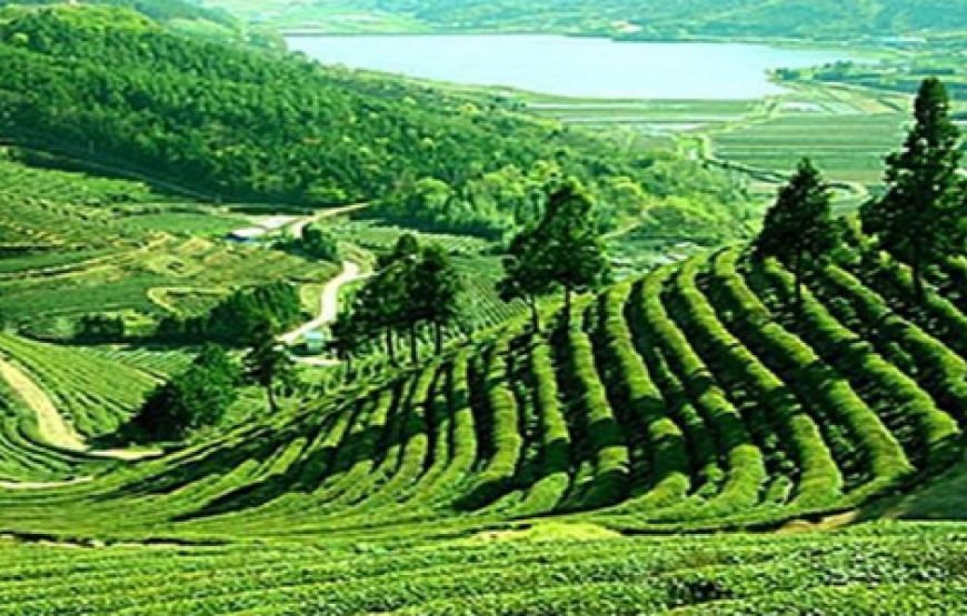 Discover Far East