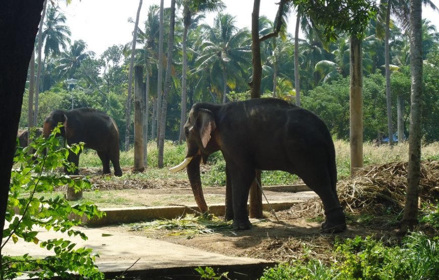 Kerala Escape Program