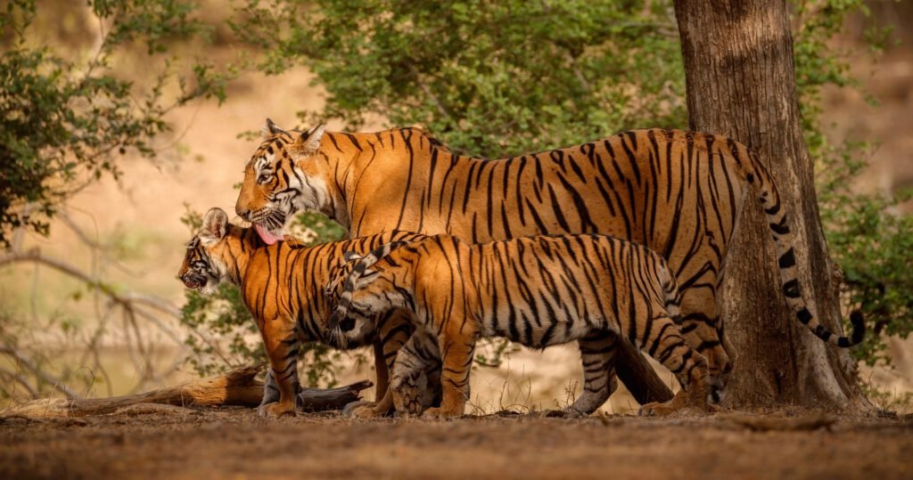 Golden Triangle with Wildlife Tour