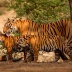 The Best Tiger Safari in India: Where Should You Go in 2026?
