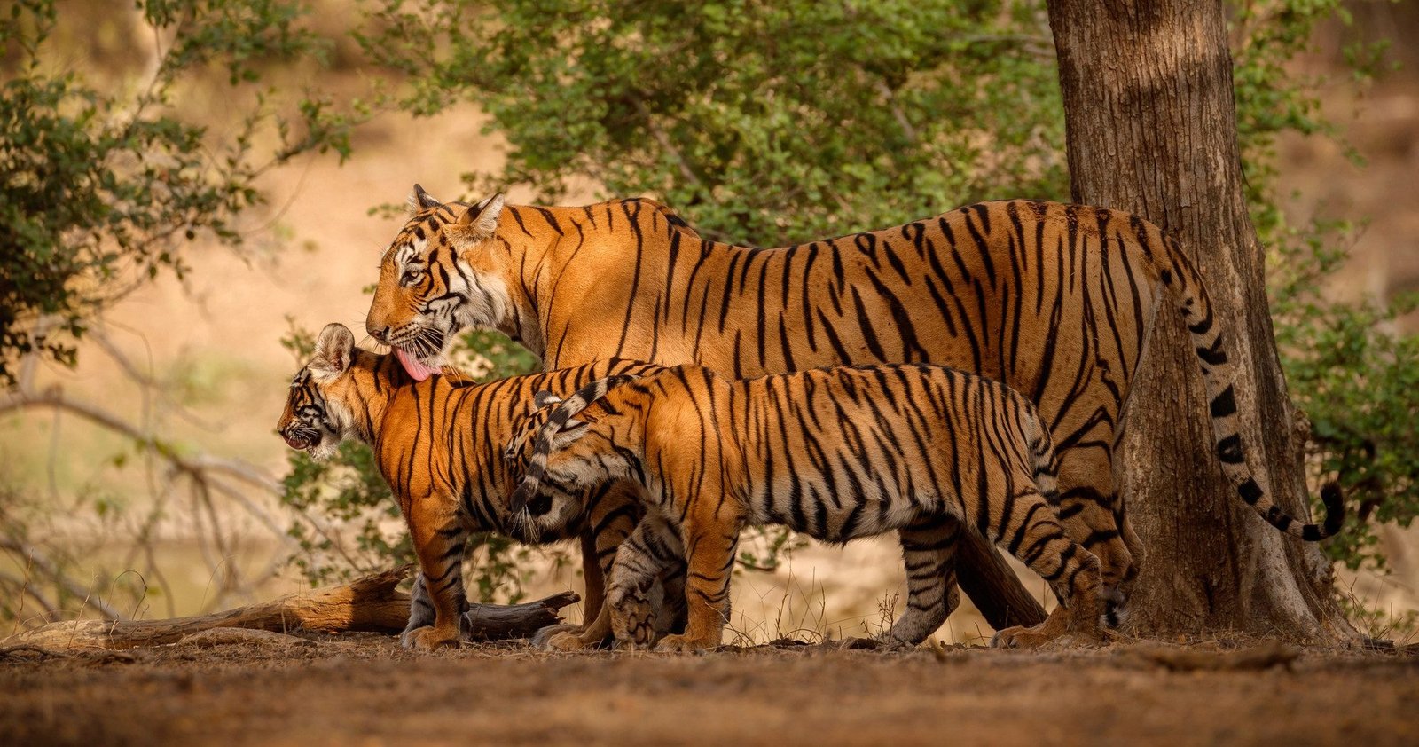 Golden Triangle with Wildlife Tour