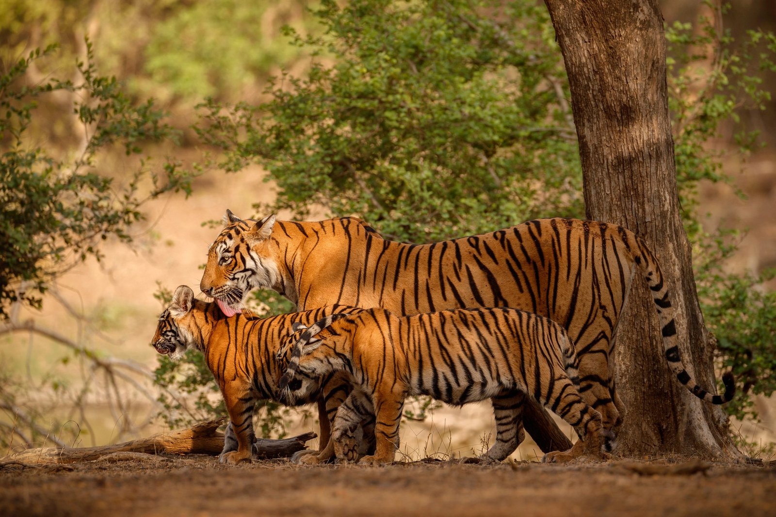 Wildlife