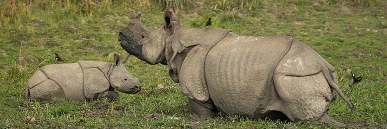 Rhino Land Safari(Assam Wildlife)