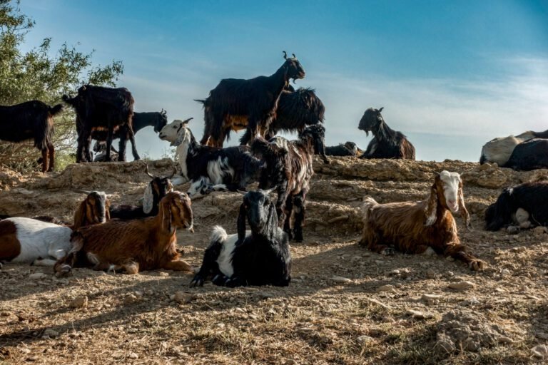 Rural Rajasthan