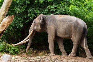 East India Jungle Tour